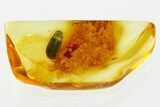 Detailed Fossil Soft-Winged Flower Beetle (Melyris) in Baltic Amber #352691-1